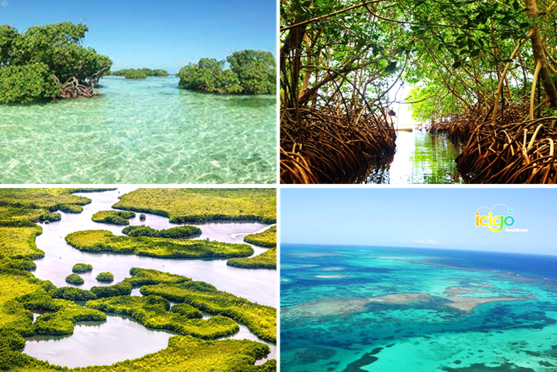 Mangrove Tour and Coral reef discovery